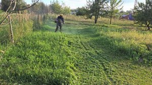 Такую траву бензокоса Альпина любит.