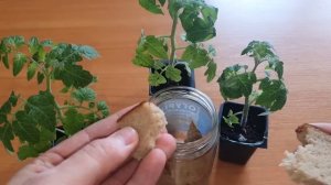 Выращивание крепкой рассады томатов, огурцов и перцев