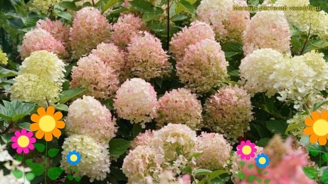 Гортензия метельчатая. Краткий обзор, описание hydrangea pa смотреть онлайн