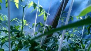 Очень вкусный, скороспелый и урожайный томат Ляна роз?