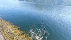 ТЯГАЮ НА БРЕВНО! Откуда тут столько рыбы?