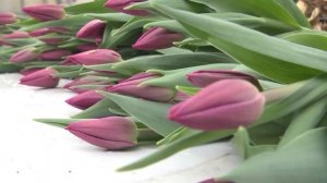 Первые тюльпаны