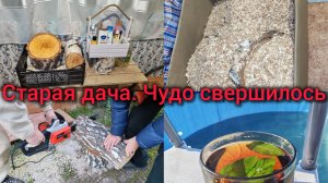 Старая Дача. Новая пила. Пилим дрова. Спилы готовы😊 Топим баньку