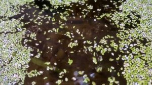 Как сажать прудовые растения в пруд | ПРУД ПРУДИ