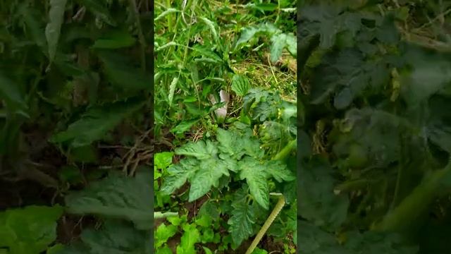 Обзор посадок томатов  открытый грунт 06.07.2020 смотреть онлайн