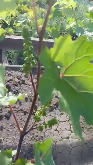 Виноград готовится цвести. 29 мая 2022 смотреть онлайн