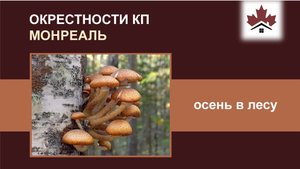 Осень в КП Монреаль