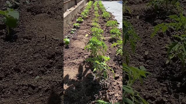 Идеальная почва для томатов и огурцов — простая форму смотреть онлайн