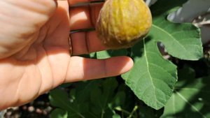 Инжир - Fig Panache (Tiger) бреба, Hardy Chicago, Malta Black.