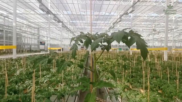 Рубрика: Как рождается правильная рассада томата? смотреть онлайн