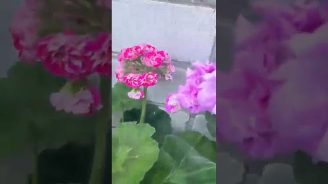 ТА Эммануэль Пеларгония Emmanuelle