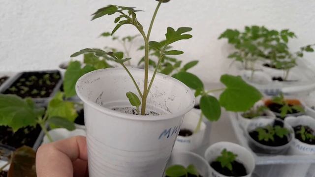 Огуречная и помидорная рассада на балконе. Лобелия за? смотреть онлайн