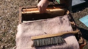 Полный облёт пчёл, выпуск маток  из изолятора #сокроще?