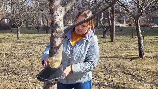 Как сделать ЭФФЕКТИВНЫЙ ЛОВЧИЙ ПОЯС от вредителей на ? смотреть онлайн