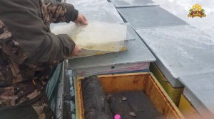 Пчелы бакфаст зимой