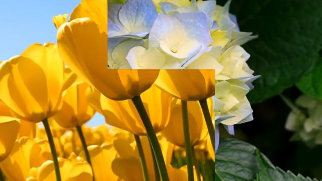 Очень красивые цветы и прекрассная медуза советую смо смотреть онлайн