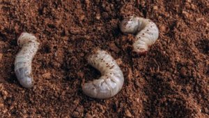 КАК ИЗБАВИТЬСЯ ОТ МАЙСКОГО ЖУКА