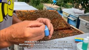 Краска для метки пчелиных маток, песека, пчелы, вощина,