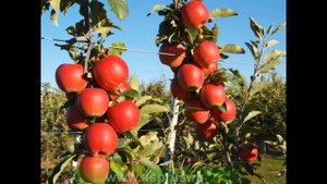 сорт яблок ГАЛА МАСТ