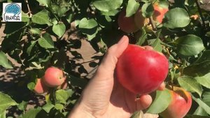 Где растут деревья