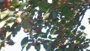 Кислица или дикая яблоня:) Август 2021 года.