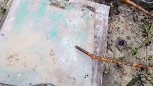 Виноград Как укрыть молодой виноград Подготовка вино?