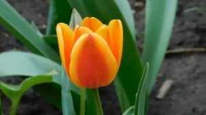 01=04=2025  ник   (18)  ЦВЕТЫ