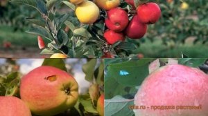 Яблоня обыкновенная Кандиль орловский - Успенское 🌿 ?