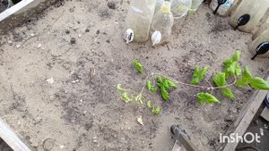 РАЗМНОЖЕНИЕ КЛЕМАТИСА ЧЕРЕНКАМИ .