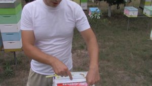 Китайские полоски от клеща!