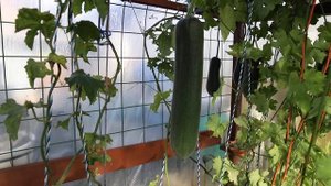 Люффа, природная мочалка.