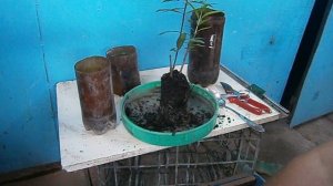 Ошибки при укоренении культурных черенков граната