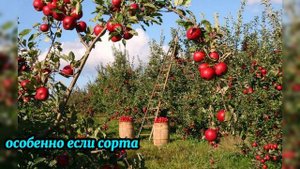 Как правильно хранить яблоки до весны — 95% делают одну