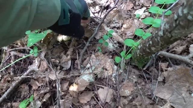 По грибы 2024! Первые белые грибы! Собираю летние грибы! смотреть онлайн