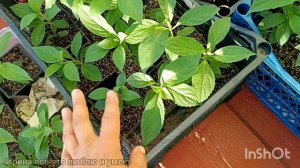 Зелëное черенкование ГОРТЕНЗИЙ. Что происходит с саже