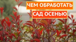 ЧЕМ ОБРАБОТАТЬ САД ОСЕНЬЮ!