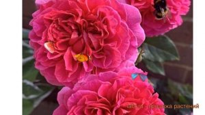 Роза парковая Габриэль Оук (rosa gabriel oak) 🌿 обзор: как саж