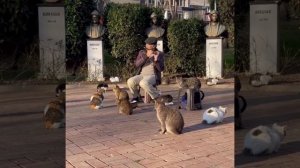 Хвостатый концерт