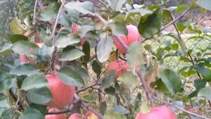 Яблуня сорт Фуджі.