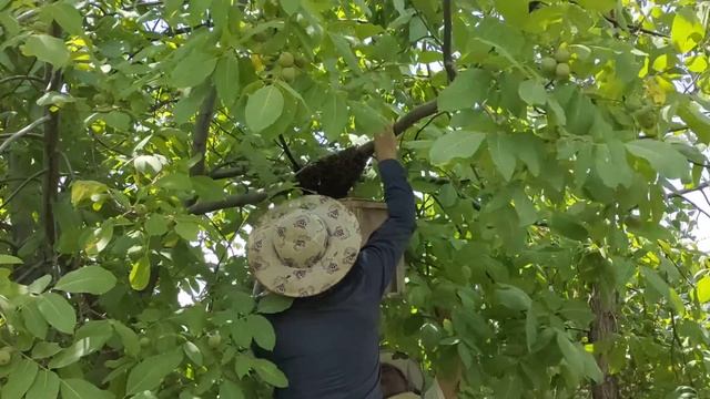 рой как ловить семью пчёлы смотреть онлайн