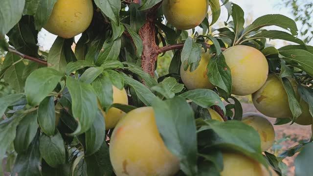 Слива То-Че-Сан (T.C.Sun) смотреть онлайн