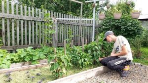 ЭТИ ГИБРИДЫ ПЕРЦА ЛУЧШИЕ! Союз, жёлтая капия и Партнер