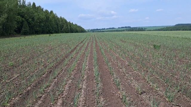 Состояние  однозубки чеснока на 03. 06. 2025г.  https://t.me/Sale_garli смотреть онлайн