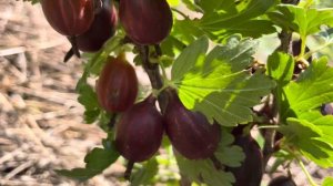 Крыжовник Черносливовый