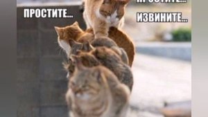смешные котики 🤣🤣🤣