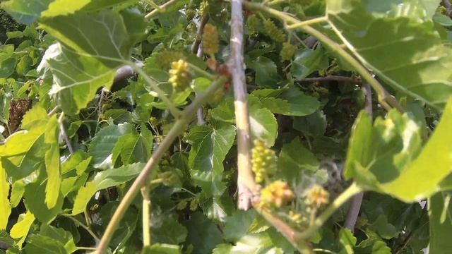 2K Ростов-на-Дону. Западный. Шелковица (Тютина) в проце смотреть онлайн