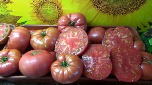 Очень урожайный томат Сладкая Свекла. Подробный обзор