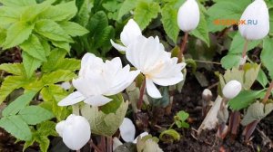 Сангвинария канадская махровая «Flore Pleno» 🌼🌼🌼