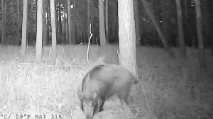 Кабан в лесу. Волгоградская обл.