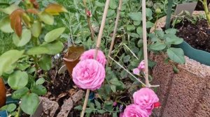 Мощное цветение редких роз #CherryGirl #Wildberry #KaffeFassett #Bluegirl #T